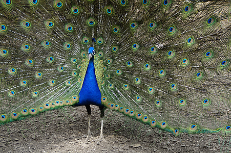 Peacock, đánh bại rad, bánh xe công, con chim, lông vũ, balz, bộ lông
