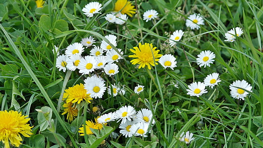 dandelion, daisy, meadow, yellow, spring, pointed flower, common dandelion
