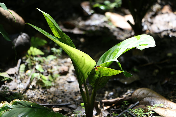 list, závod, zelená, Příroda, Flora, růst, zelená barva