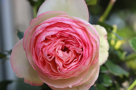 rosa, blomst, blek rosa, klatring rose