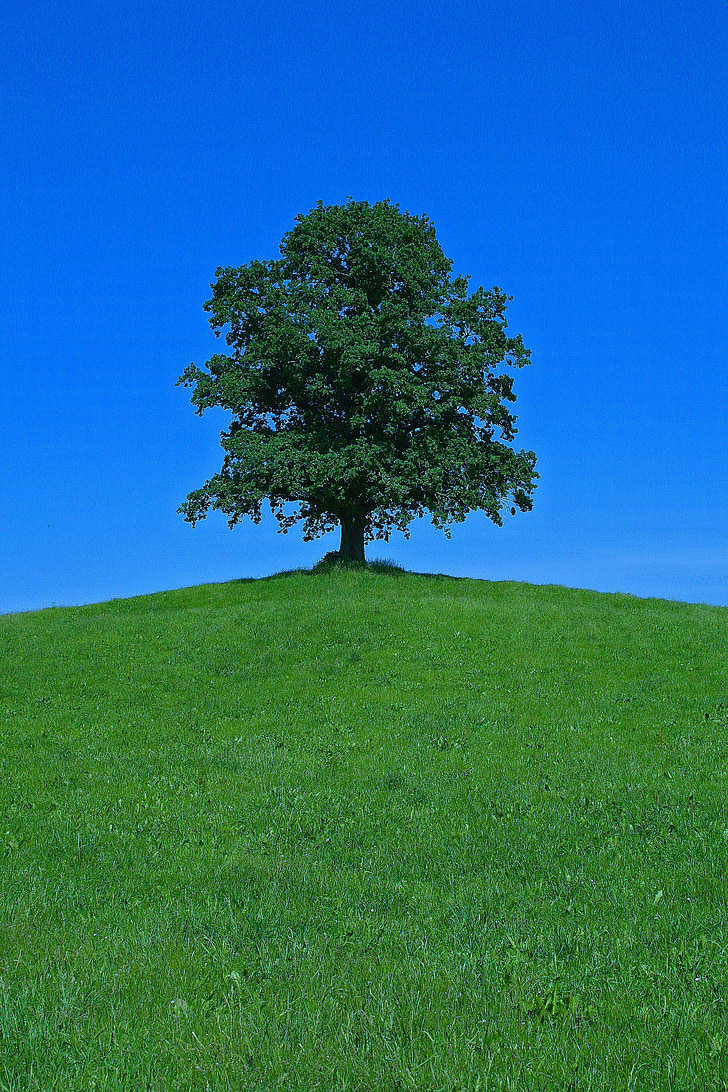 tree, hill, landscape, nature, scenic, lonely, isolated