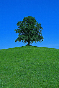 pohon, Hill, pemandangan, alam, indah, kesepian, terisolasi