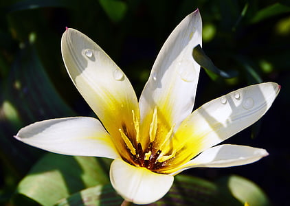Tulipán, bílá, otevřít, voda, jaro, květ, Bloom