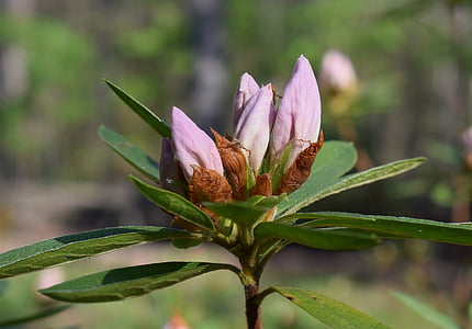 boccioli di fiori di Azalea, Azalea, arbusto, pianta, fiore, Bud, Blossom