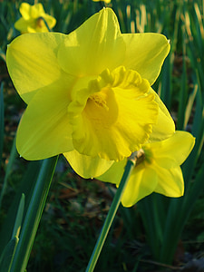 Narcizas, narcizai, geltona, gėlė, gėlės, Gamta, pavasarį
