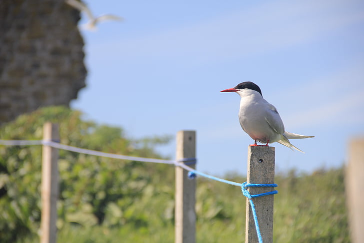 bird, arctic tern, farne islands, fence, wildlife