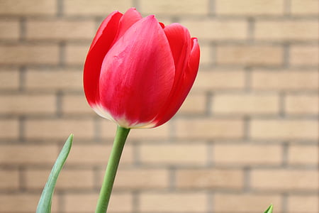 Tulip, rojo, soleado, planta, primavera, flor, en flor