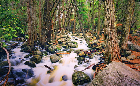 ป่า, อุทยานแห่งชาติ, ธรรมชาติ, สีเขียว, ต้นไม้, แม่น้ำ, กิจกรรมกลางแจ้ง