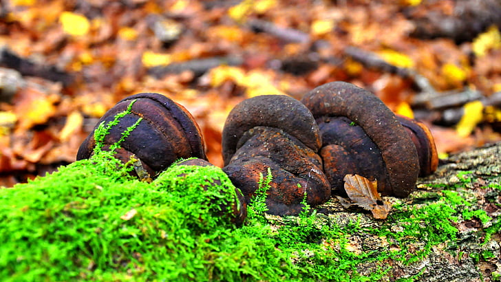 mushroom, autumn, forest
