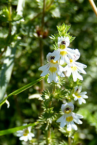 Eufrasia, Eufrasia officinalis, flor, flor, flor, blanc, Naturopatia