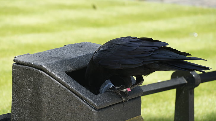 raven, blackbird, bird, litter, food, foraging, animal