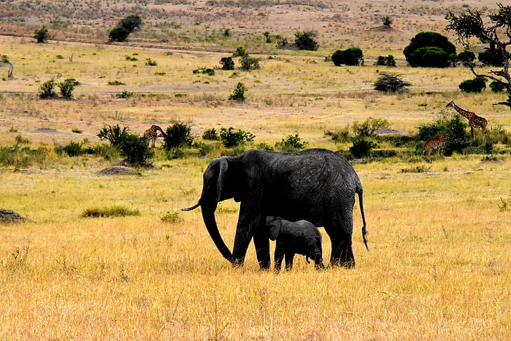 dieren in het wild, Afrika, Tanzania, zoogdier, Safari, Park, reizen