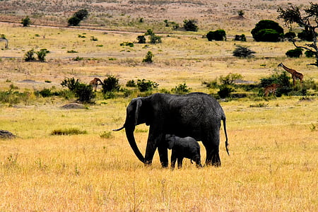 野生动物, 非洲, 坦桑尼亚, 哺乳动物, 野生动物园, 公园, 旅行
