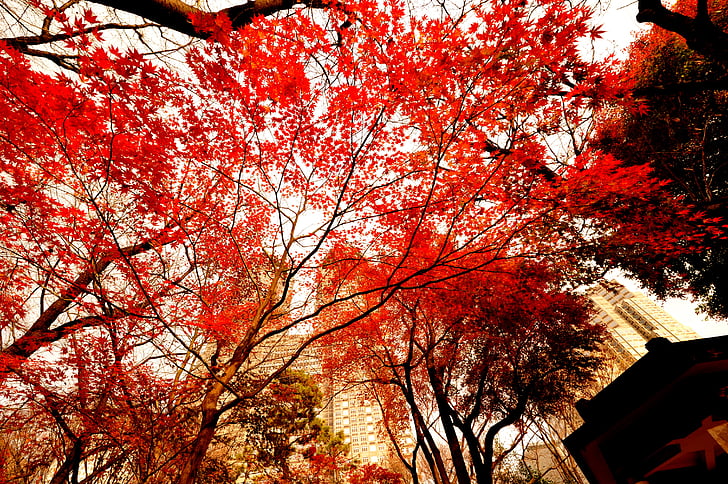 feuilles automnales, soirée, Japon, Tokyo, Shinjuku, Bureau du gouvernement Tokyo, naturel