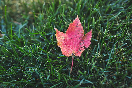 merah, Maple, daun, rumput, Tanah, daun maple, musim gugur