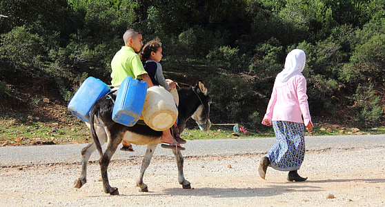 burro, equitação, pobre, estrada, África, pobreza, Tunísia