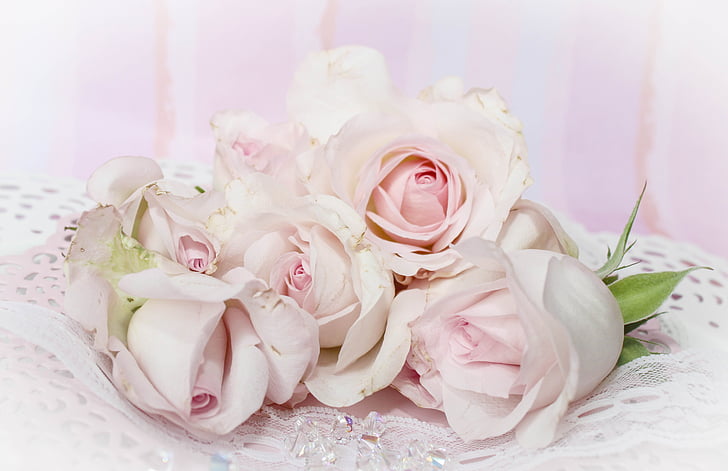 roses, romantic, background, pink, dusky pink, vintage, shabby chic