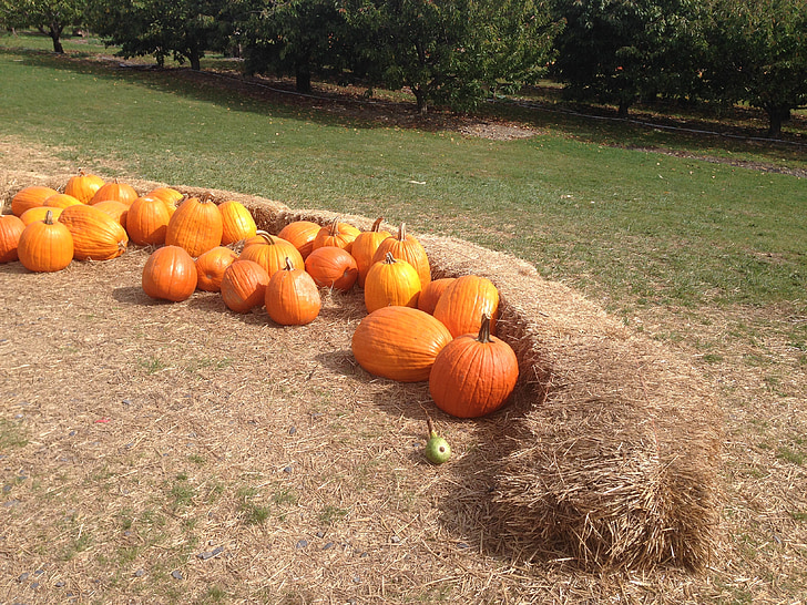Dynia, jesień, siano, Pumpkin patch, Halloween, Święto Dziękczynienia, pomarańczowy