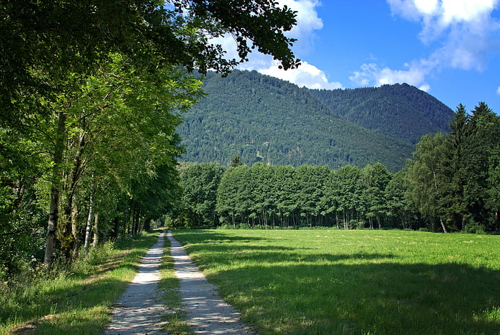uzakta, Orman, ağaçlar, doğa, yürüyüş, Hiking, tatil