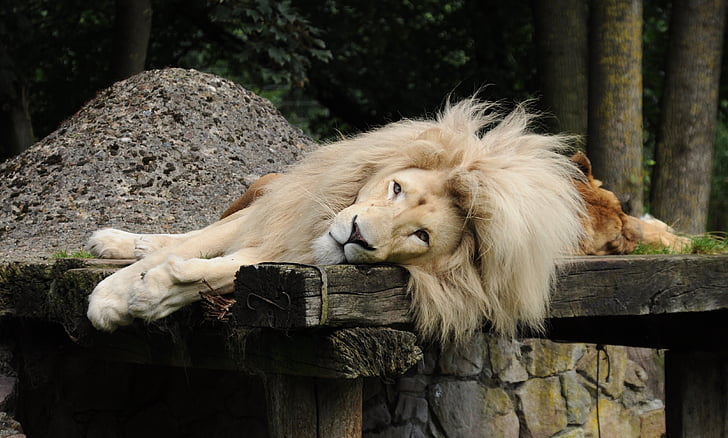 Lev, muži, hříva, Zoo cloppenburg thüle, ležící, Lví hříva, Zoo