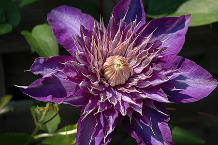 clematis, purple, flower, plant, nature, bloom, botany