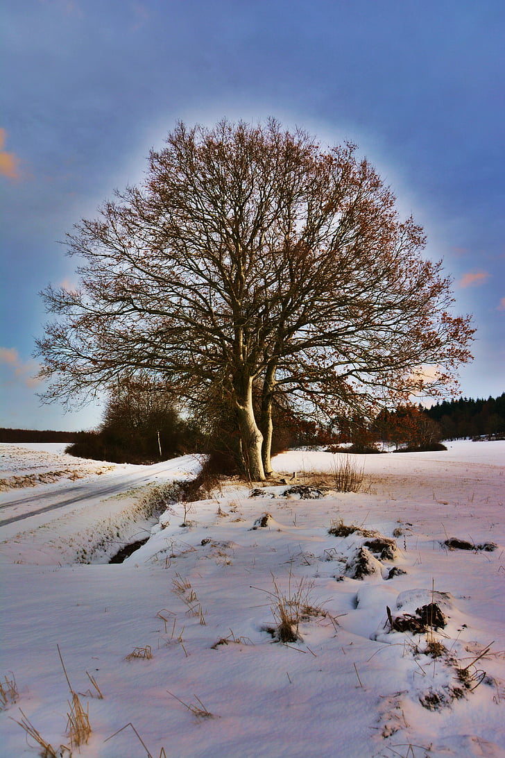 zimski, zimsko razpoloženje, drevo, zasneženih, sneg, pozimi, čarobno zimsko