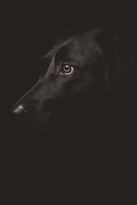 schattig, dier, Canine, Close-up, schattig, donker, hond