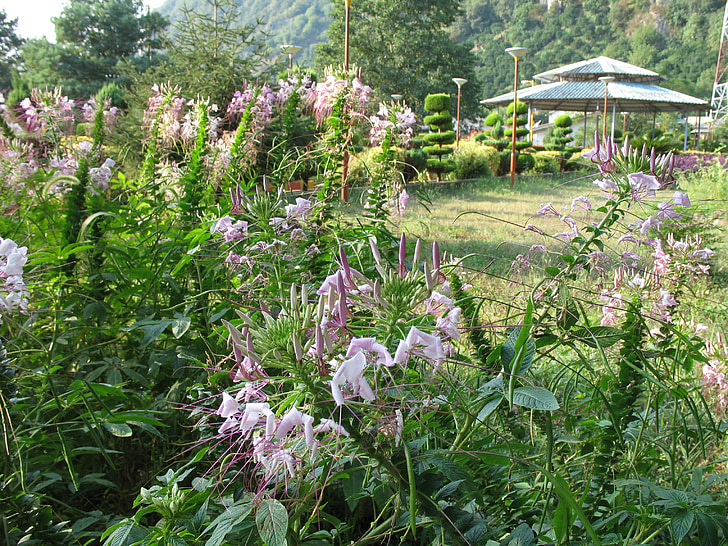 summer, garden, flowers, nature, green