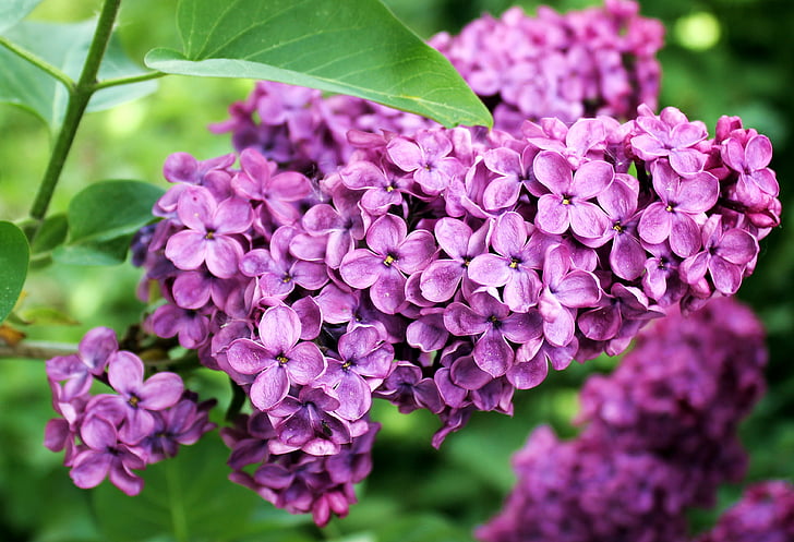 lilac, spring, summer, plant, bloom, purple, violet