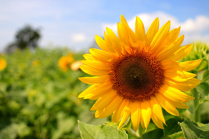 thailand, sunflower, yellow, farming, nature, agriculture, summer