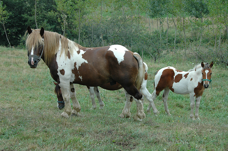 Pferd, Feld, Tiere