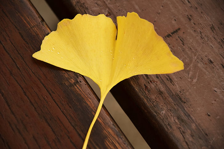 ginkgo, ginkgo leaf, yellow, autumn, welkes sheet, withered, yellow sheet