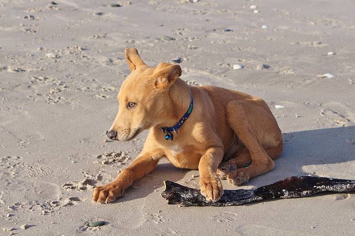 pes, mladi, psiček, Beach, palicami, hibrid, Hišni ljubljenčki