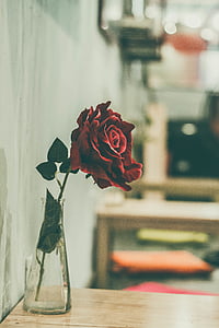 κόκκινο, τριαντάφυλλα, λουλούδι, γυαλί, βάζο, ξύλινα, Πίνακας
