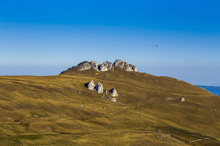 žalia, mėlyna, dangus, kalnų, Bukovina, Rumunija, didelė grupė gyvūnų
