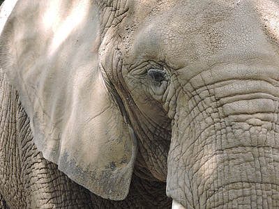 slon, Zoo, voľne žijúcich živočíchov, zviera
