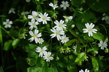 stitchwort, квіти, білий, chickweed, гвоздики сім'ї, завод, квітка
