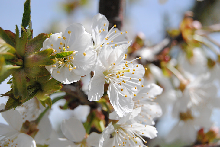 cvet, pomlad, mandljev drevesa, bela
