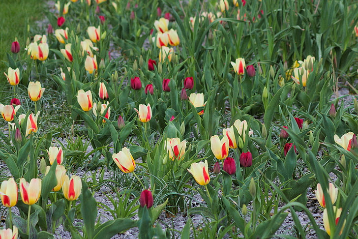 flor, Tulipa, camp, flor de camp, herba, Prat, ciutat