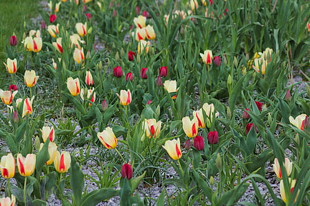 flower, tulip, field, field flower, grass, meadow, city
