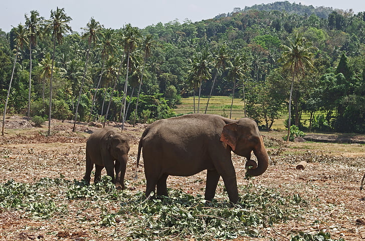 elephants, jungle, sri lanka, animals, family, the food, wild life