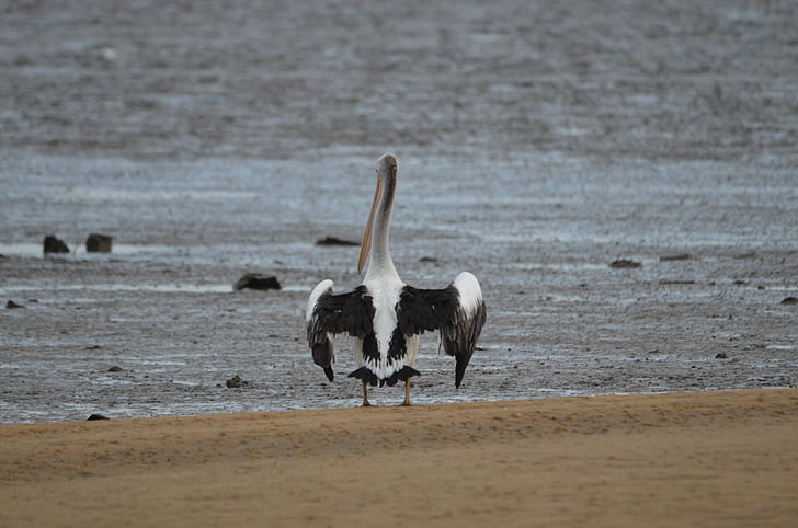 vták, Pelican, Vodné vták, zviera, vtáky, pelikány, Austrália