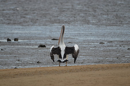 pájaro, Pelican, pájaro del agua, animal, aves, pelícanos, Australia