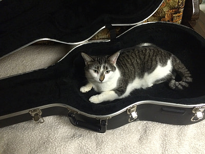 kat, gitaar koffer, dier, geval, gitaar, zwart