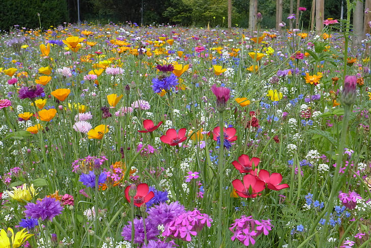 flower meadow, sommer, sommerblomster, rød, gul, blå, farverige