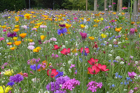 flower meadow, summer, summer flowers, red, yellow, blue, colorful