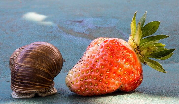 strawberry, snail, eat, shell, food, fruit, nature