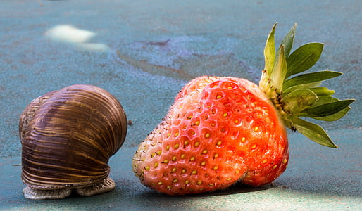jordgubbe, snigel, äta, Shell, mat, frukt, naturen