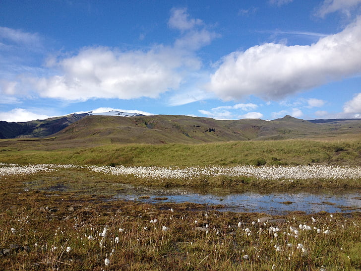 montagna, Islanda, paesaggio, fiore, natura, Scenics, tempo libero