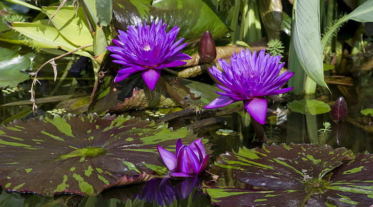water lilies, purple, violet, aquatic plant, pink, composites, pond